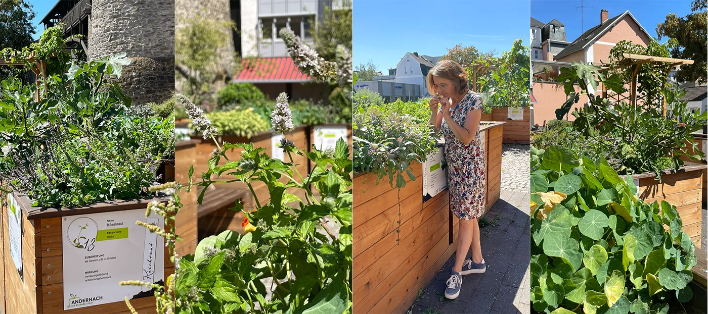 Impressionen aus dem Kräutergarten der »Essbaren Stadt Andernach«